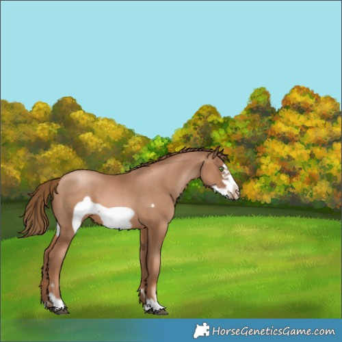 Horse Color:Liver Chestnut Pearl Frame Appaloosa 
