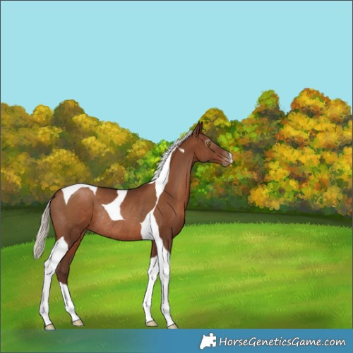 Horse Color:Gray Silver Black Pearl Tobiano Appaloosa Rabicano 