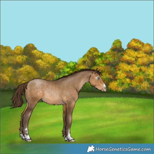 Horse Color:Gray Buckskin Pearl Rabicano 