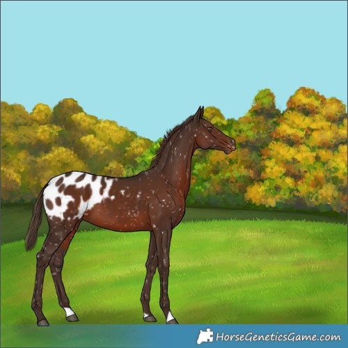 Horse Color:Liver Chestnut Appaloosa
