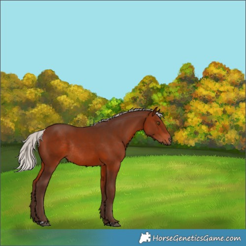Horse Color:Silver Brown Rabicano 
