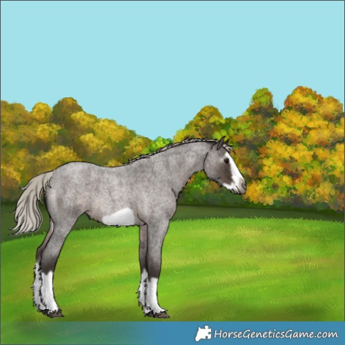Horse Color:Gray Silver Blue Roan Splash Frame Rabicano 