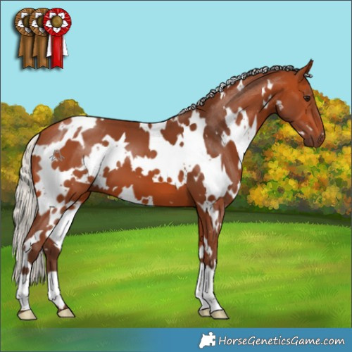 Horse Color:White Spotted Silver Bay 