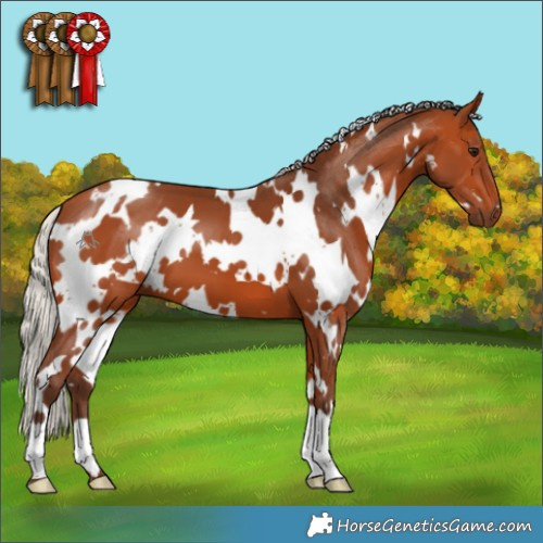 Horse Color:White Spotted Silver Bay