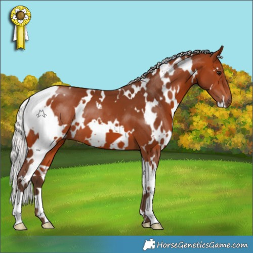 Horse Color:White Spotted Silver Bay
