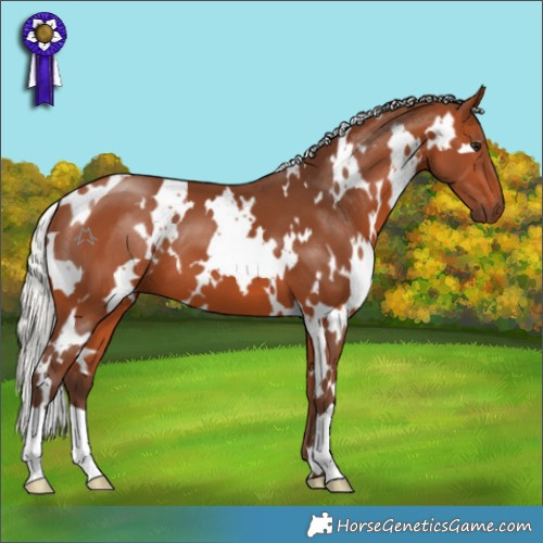 Horse Color:White Spotted Silver Bay 
