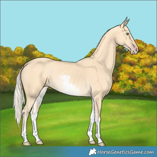Horse Color:White Spotted Gold Cream Champagne 
