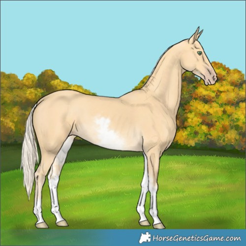 Horse Color:White Spotted Gold Cream Champagne