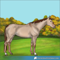 Horse Color:Red Dun 