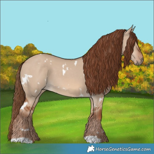 Horse Color:White Spotted Red Dun