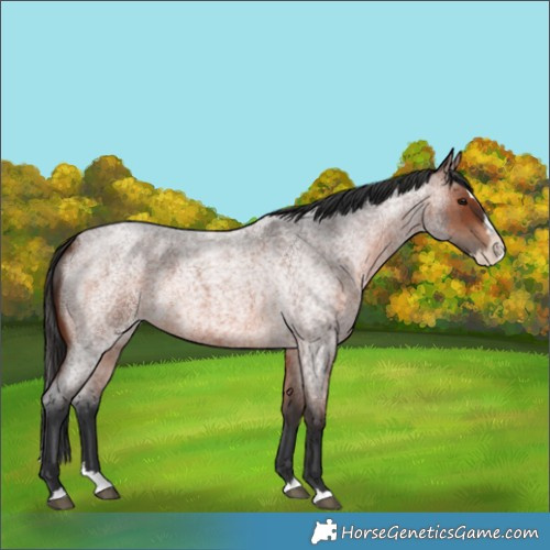 Horse Color:Brown Roan Splash