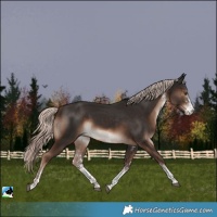 Horse Color:White Spotted Liver Chestnut Mushroom Rabicano 
