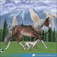 Horse Color:White Spotted Liver Chestnut Mushroom Rabicano 