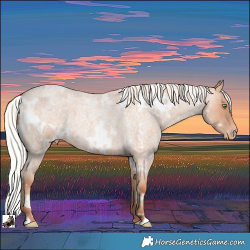 Horse Color:White Spotted Silver Amber Champagne Roan Appaloosa 