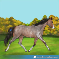 Horse Color:Bay Roan Sabino