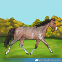 Horse Color:Bay Roan Sabino 
