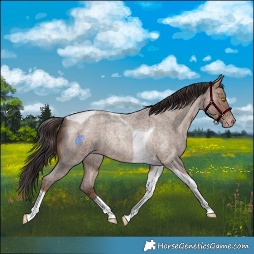 Horse Color:Sable Champagne Roan Tobiano Rabicano 