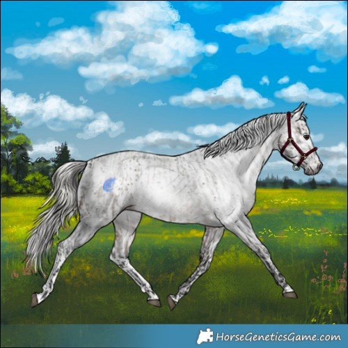 Horse Color:Gray White Spotted Buckskin Roan  and Gray White Spotted Silver Buckskin Tobiano 