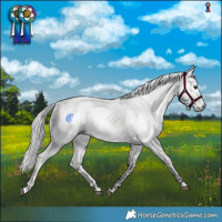 Horse Color:Gray White Spotted Buckskin Roan and Gray White Spotted Silver Buckskin Tobiano