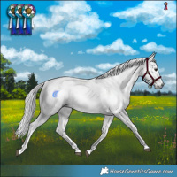 Horse Color:Gray White Spotted Buckskin Roan  and Gray White Spotted Silver Buckskin Tobiano 
