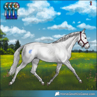 Horse Color:Gray White Spotted Buckskin Roan and Gray White Spotted Silver Buckskin Tobiano