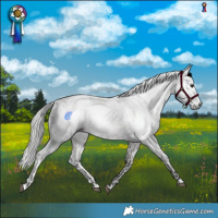 Horse Color:Gray White Spotted Buckskin Roan  and Gray White Spotted Silver Buckskin Tobiano 