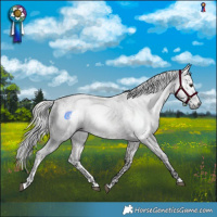 Horse Color:Gray White Spotted Buckskin Roan  and Gray White Spotted Silver Buckskin Tobiano 