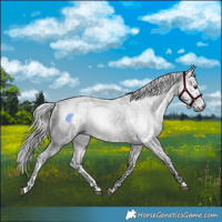 Horse Color:Gray White Spotted Buckskin Roan  and Gray White Spotted Silver Buckskin Tobiano 