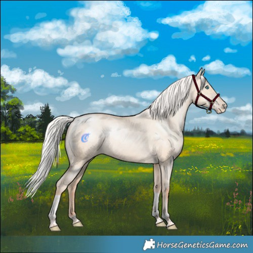 Horse Color:Silver Amber Champagne Pearl Dun Tobiano Appaloosa Rabicano 