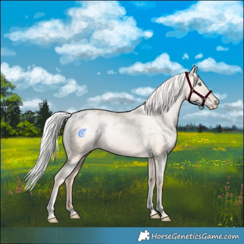 Horse Color:Silver Amber Champagne Pearl Dun Tobiano Appaloosa Rabicano 