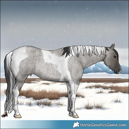 Horse Color:Grullo Roan Tobiano Rabicano 