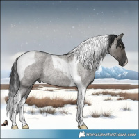 Horse Color:Grullo Roan Tobiano Rabicano