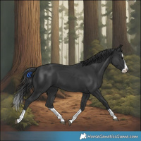 Horse Color:Black Splash 