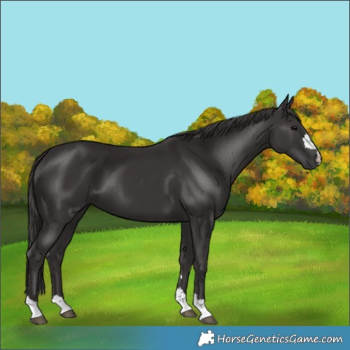 Horse Color:Smoky Black