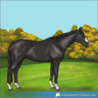 Horse Color:Smoky Black 