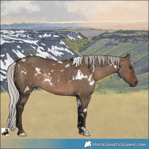 Horse Color:White Spotted Silver Brown Dun Rabicano 