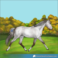 Horse Color:Gray Red Roan Tobiano 