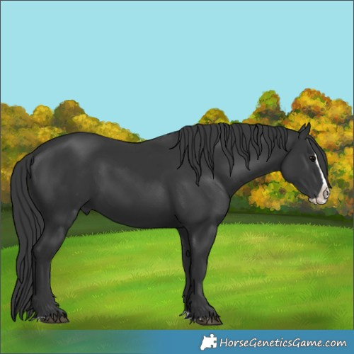 Horse Color:Black Splash 
