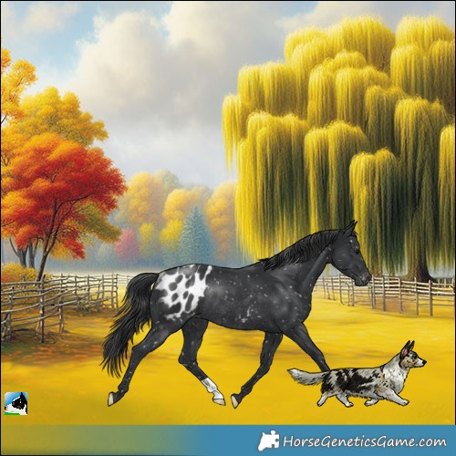 Horse Color:Black Appaloosa Rabicano 