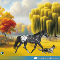 Horse Color:Black Blanket Rabicano 