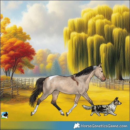 Horse Color:Bay Dun Tobiano Rabicano
