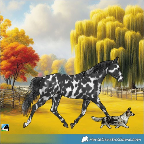Horse Color:Black Appaloosa
