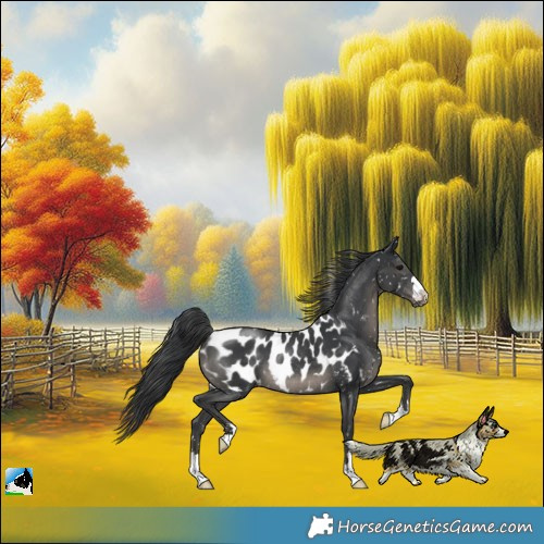 Horse Color:Black Appaloosa Rabicano 