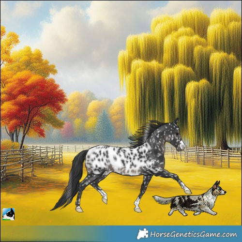 Horse Color:Black Near Leopard Rabicano
