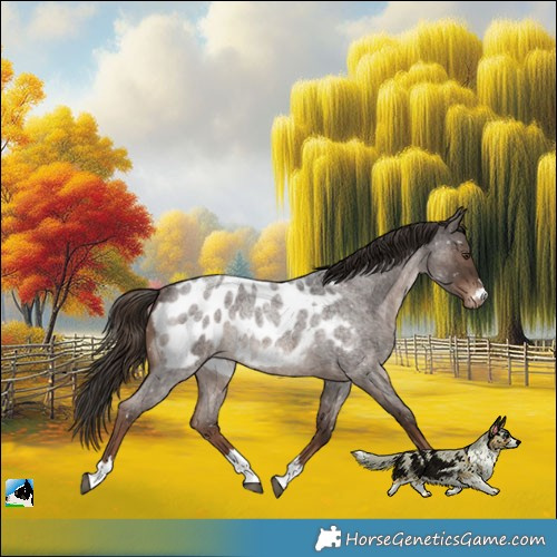 Horse Color:Liver Red Roan Appaloosa Rabicano 