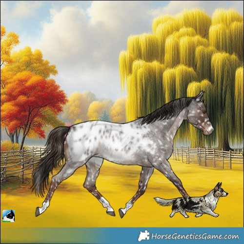 Horse Color:Liver Red Roan Near Leopard Rabicano