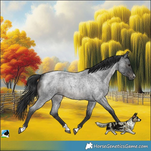 Horse Color:Blue Roan Mushroom 