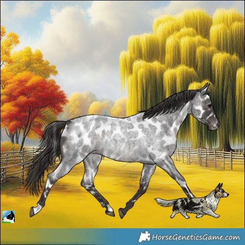 Horse Color:Smoky Blue Roan Appaloosa