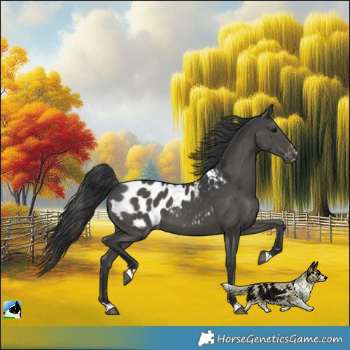 Horse Color:Black Appaloosa