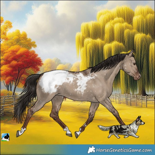 Horse Color:Liver Red Dun Appaloosa 